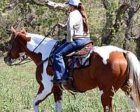 ranch-work-paint-horse