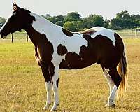 show-paint-horse