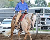 calf-roping-quarter-horse