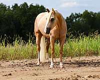 ranch-versatility-quarter-horse