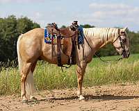 reined-cow-quarter-horse