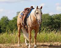 reining-quarter-horse