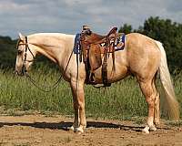 roping-quarter-horse