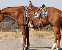 calf-roping-quarter-horse