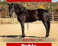 all-around-percheron-horse