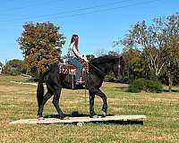 driving-percheron-horse