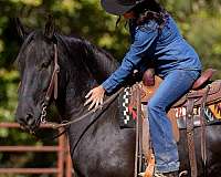 flashy-percheron-horse