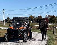 performance-percheron-horse