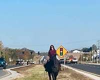 ranch-work-percheron-horse