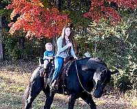 ridden-english-percheron-horse