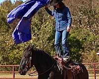 roping-percheron-horse