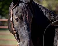 black-percheron-gelding