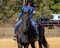 trail-riding-percheron-horse