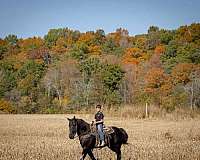 black-all-around-horse