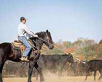 athletic-percheron-horse