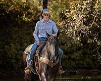 ridden-western-percheron-horse