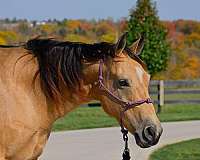 calf-roping-quarter-horse