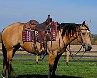 husband-safe-quarter-horse