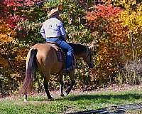 ranch-versatility-quarter-horse