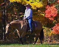 ranch-work-quarter-horse