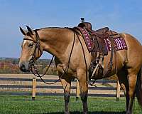 roping-quarter-horse