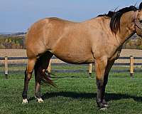 show-quarter-horse