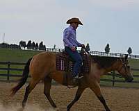 buckskin-quarter-horse-mare