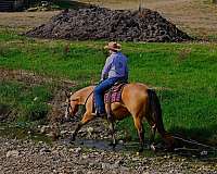 trail-riding-quarter-horse