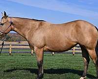 western-riding-quarter-horse