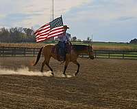 working-cattle-quarter-horse