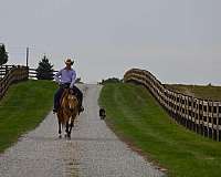 buckskin-all-around-horse