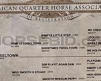 athletic-quarter-horse