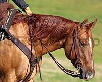 calf-roping-quarter-horse