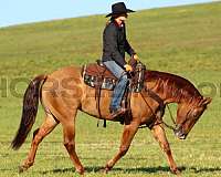 husband-safe-quarter-horse