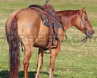 ranch-versatility-quarter-horse