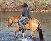 ranch-work-quarter-horse