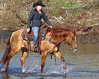 reining-quarter-horse