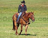 roping-quarter-horse