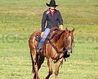 show-quarter-horse