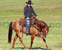 trail-riding-quarter-horse