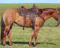 working-cow-quarter-horse