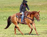 western-riding-quarter-horse