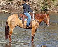 working-cattle-quarter-horse