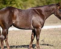 calf-roping-quarter-horse