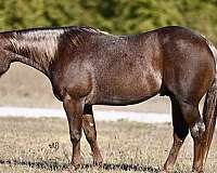 cutting-prospect-quarter-horse