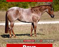 athletic-quarter-horse