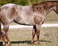 performance-quarter-horse