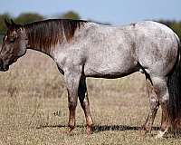 flashy-quarter-horse