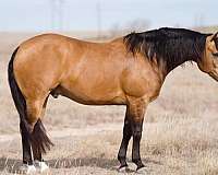 athletic-quarter-horse