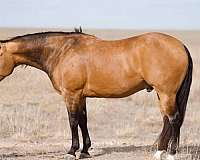 calf-roping-quarter-horse